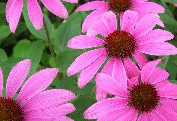 discipline-del-benessere-echinacea