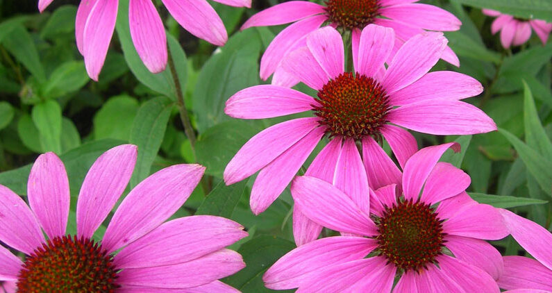 discipline-del-benessere-echinacea